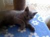 Британский котенок
