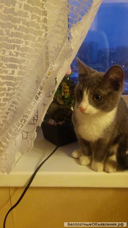 Котенок Сиренька в добрые руки