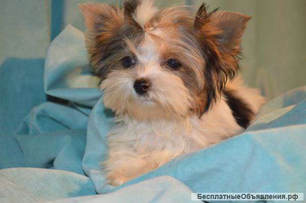 Красивая девочка ищет своих хозяев