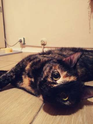 Красавица и умница кошка ищет дом