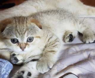 Котёнка породы шотландская вислоухая шиншилла окрас пятно на золоте