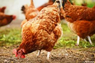 Кубанские несушки