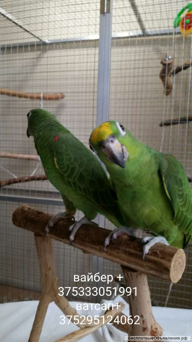 Суринамские амазоны