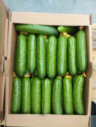 ОПТОМ тепличный ОГУРЕЦ