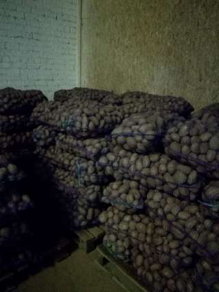 Картофель продовольственный и семенной напрямую с хозяйства