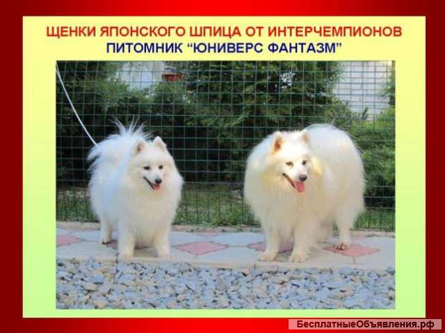 Щенки японского шпица из питомника