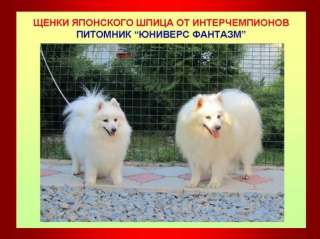 Щенки японского шпица из питомника