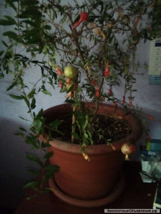 Плодоносящий гранат