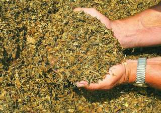 Семена и Жмых