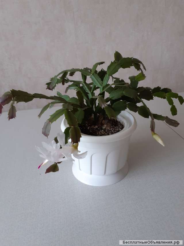 Декабрист Белый