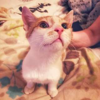 Котик в добрые руки котенок в дар