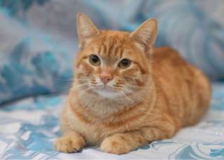 Солнечный котик Леон ищет новый дом