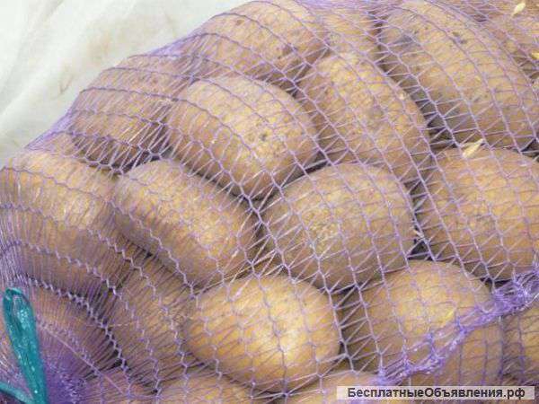 Картофель Скарб от производителя