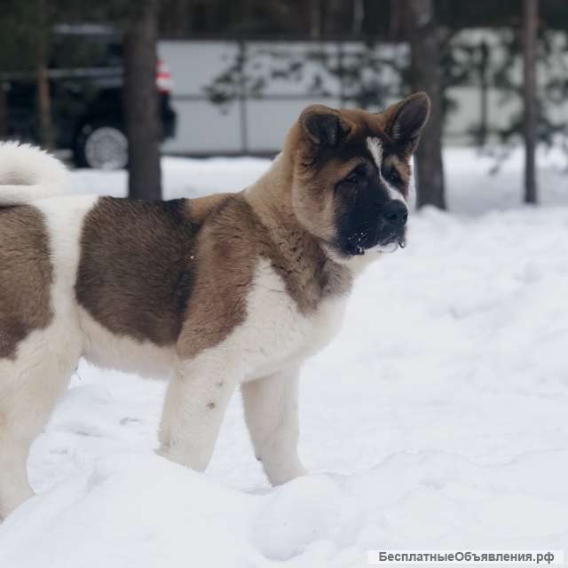 Американской Акиты кобель