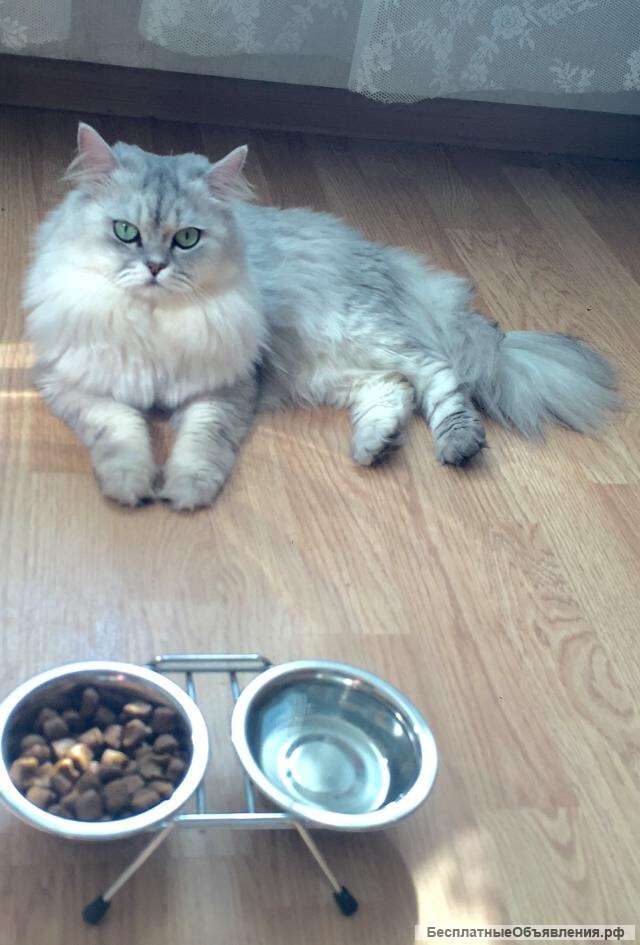 Вязка с шикарным британцем серебристого окраса