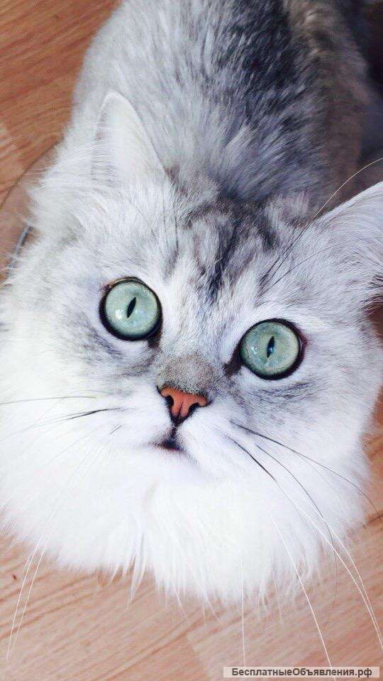 Вязка с шикарным британцем серебристого окраса