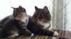 Хороший котенок в хорошие руки