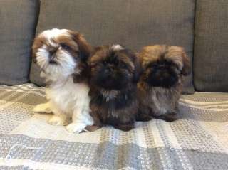 Щенки Ши-тцу мальчик и две девочки