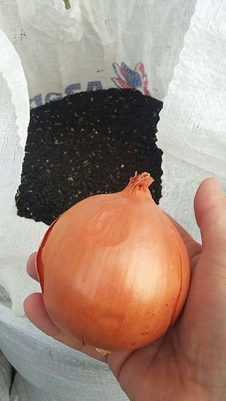 Семена лука сорт Берекет, Банко и Манас