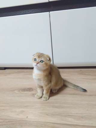 Шотландский вислоухий мальчик золотая шиншила