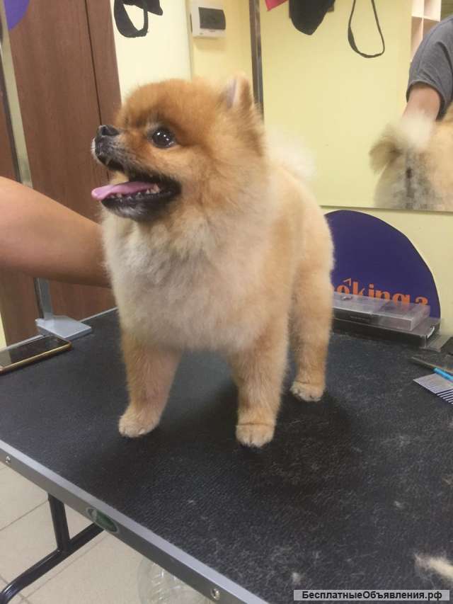 Стрижка кошек и собак