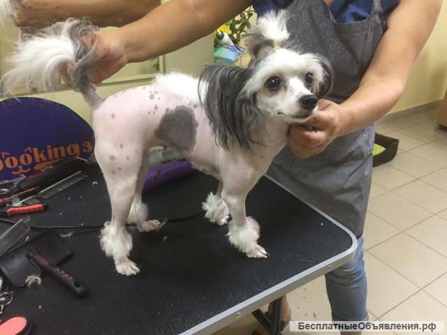 Стрижка кошек и собак