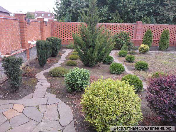 Туи, тисы и т. д. продам в комплекте или поштучно