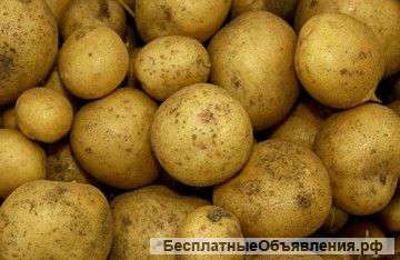 Картофель оптом