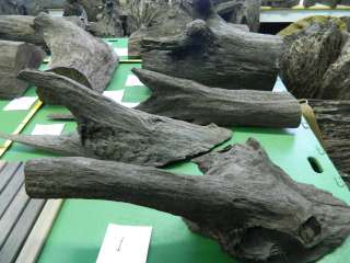 Корни натурального морёного дуба. Bog Oak