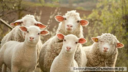 Трикотажное производство