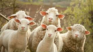 Трикотажное производство