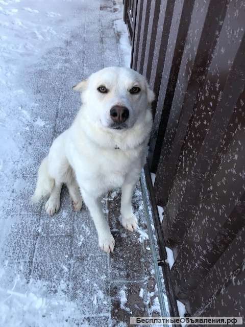 Очаровательная белоснежная собака Белка в добрые руки