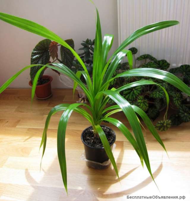 Комнатный цветок Панданус