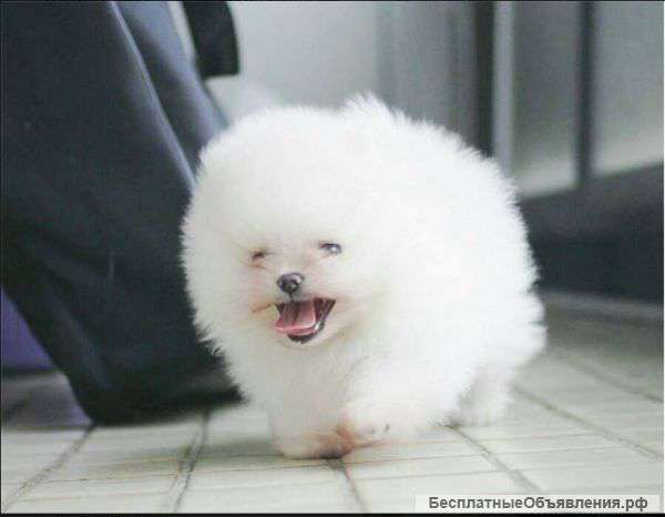 Померанский шпиц