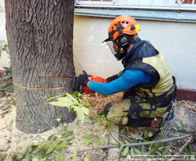 Расчистка участка