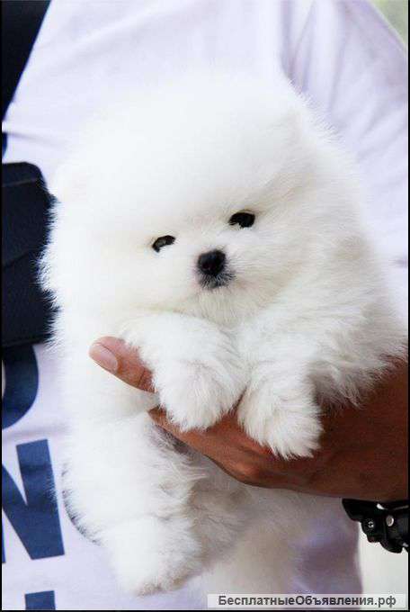 Померанский шпиц мальчик