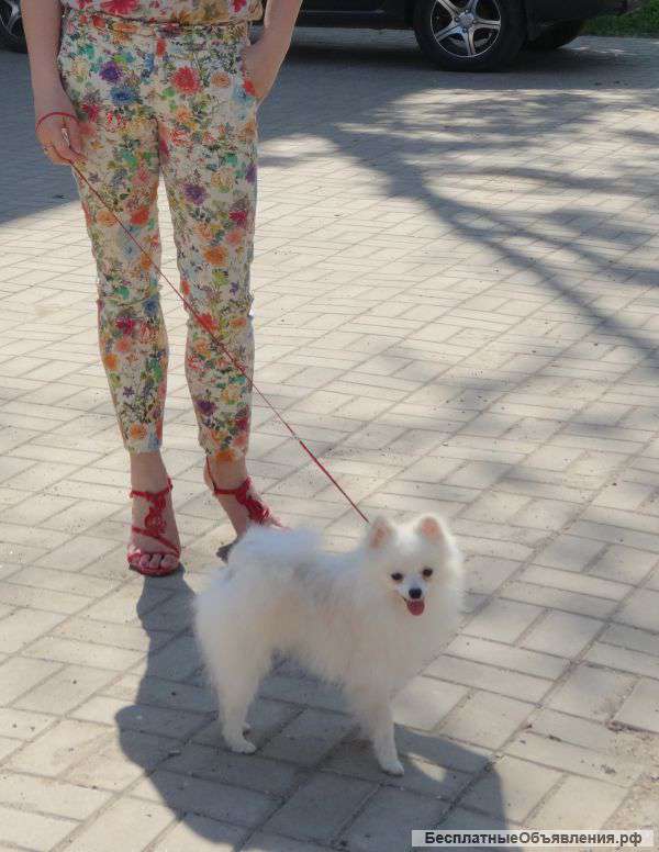 Померанский шпиц вывозной подрощенный мальчик