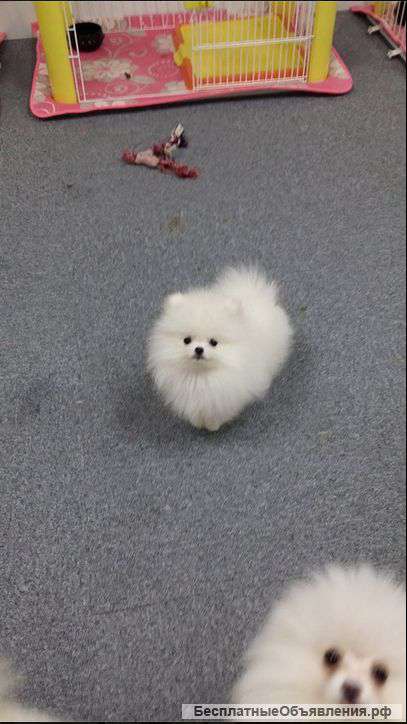 Померанский шпиц девочка