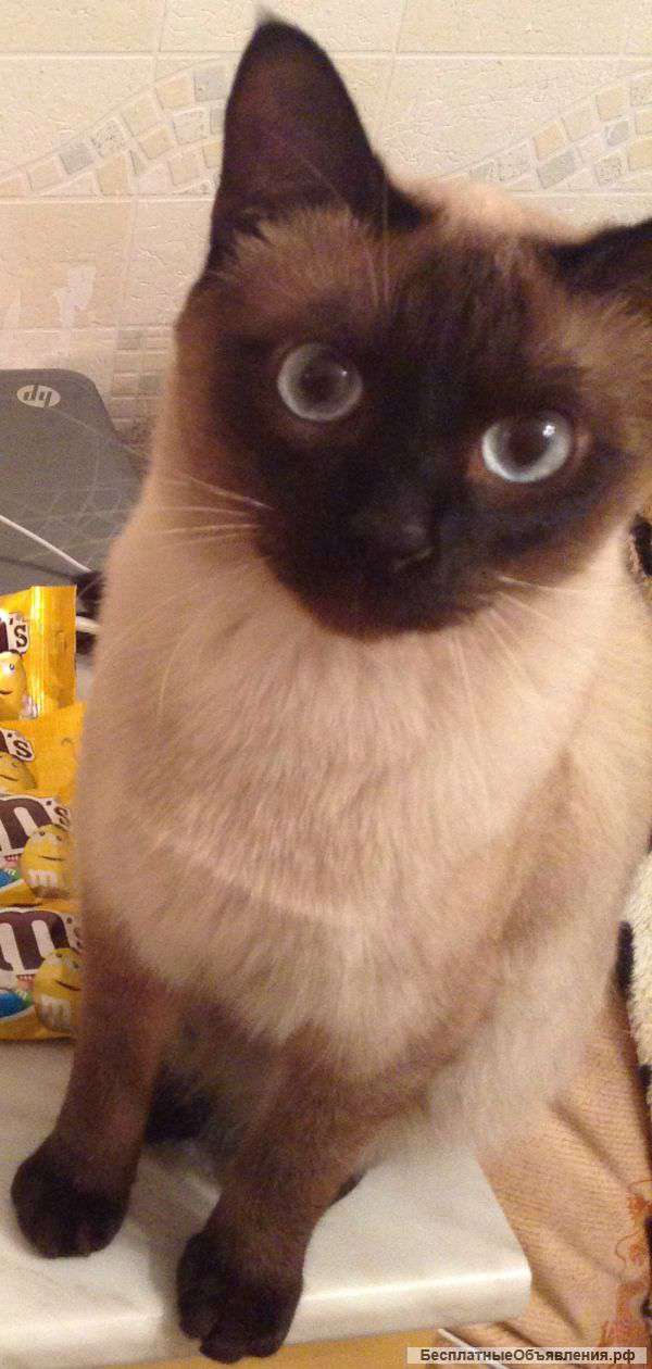 Пропал сиамский (тайский) кот