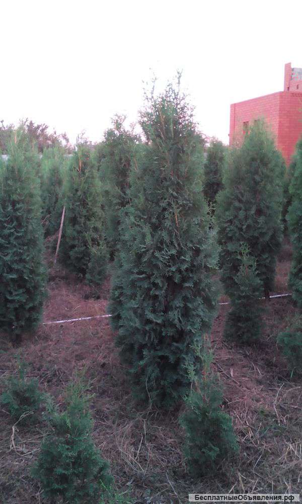 Хвойные растения