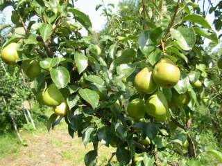 Обрезка плодовых деревьев