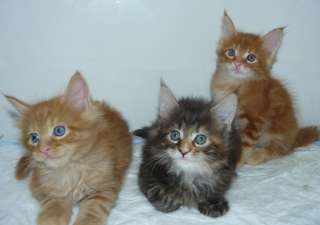 Котенок мейн кун в апреле