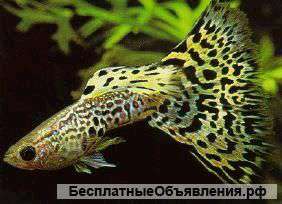 Гуппи