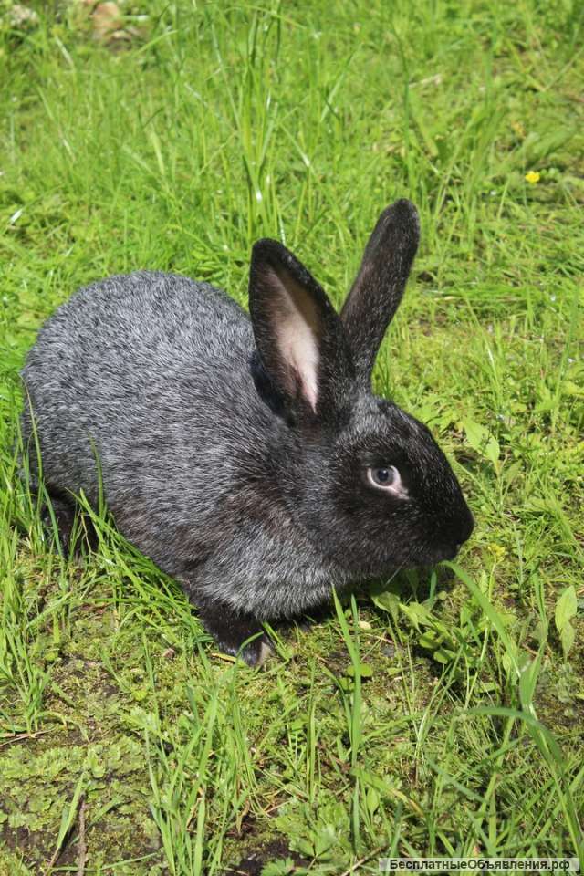 Домашние яйца, мясо