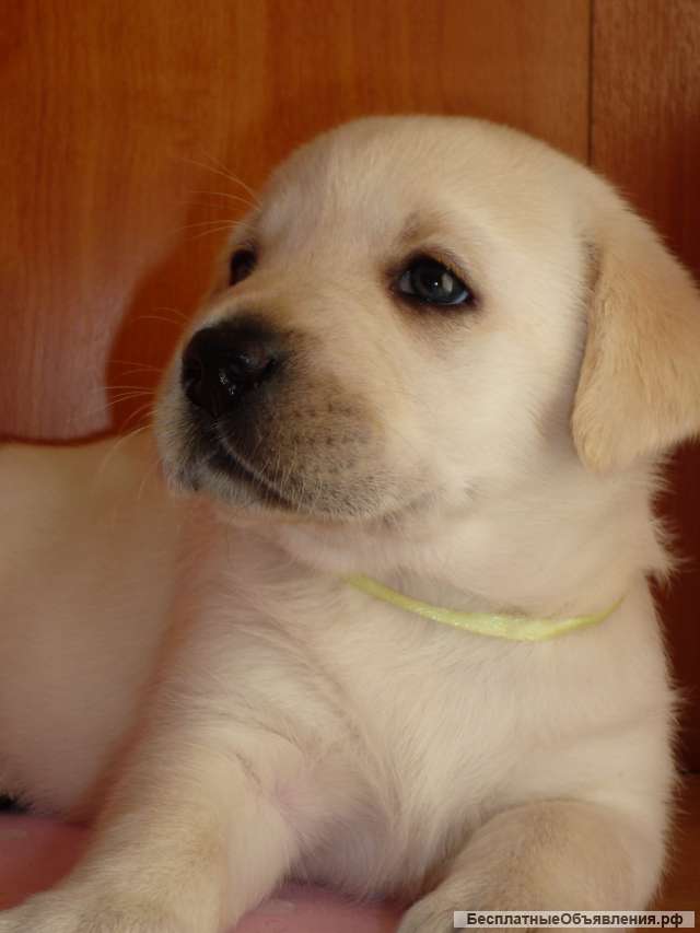 Лабрадорчики палевые