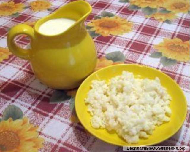 Тибетский молочный гриб