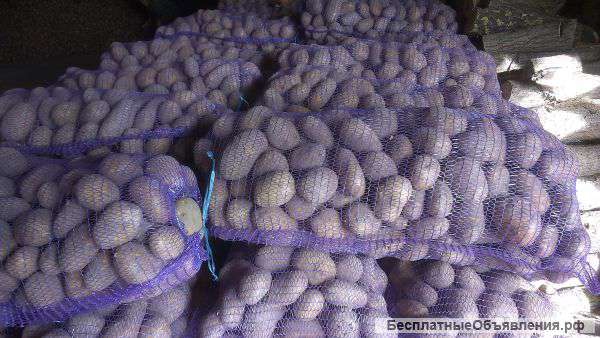 Картофель оптом. От белорусского поставщика