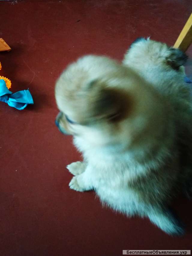 Щенки чистокровные Чихуа длинношерстные