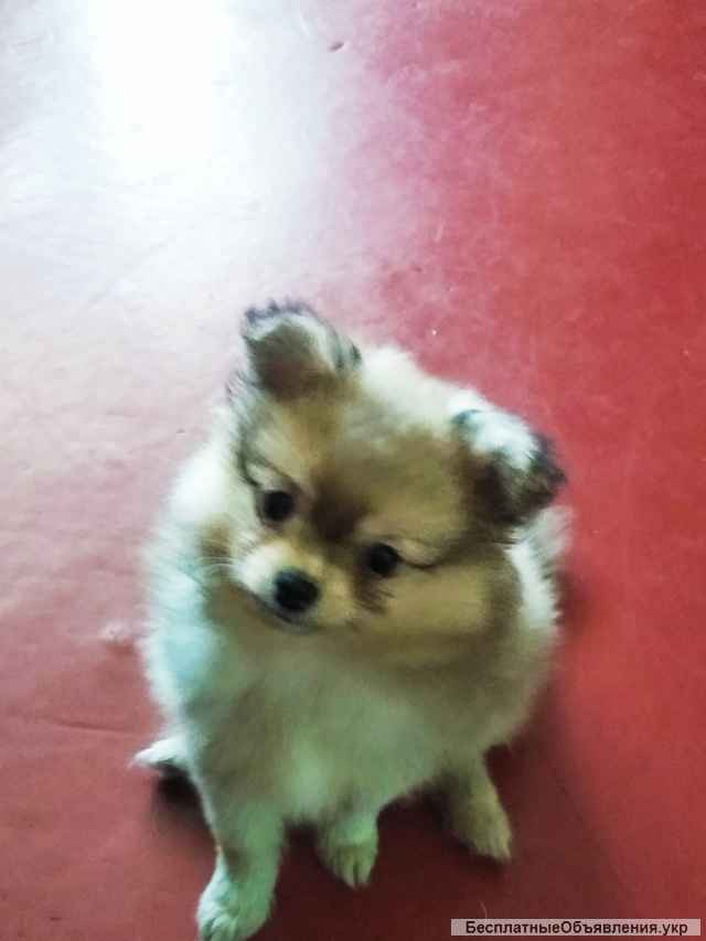 Щенки чистокровные Чихуа длинношерстные