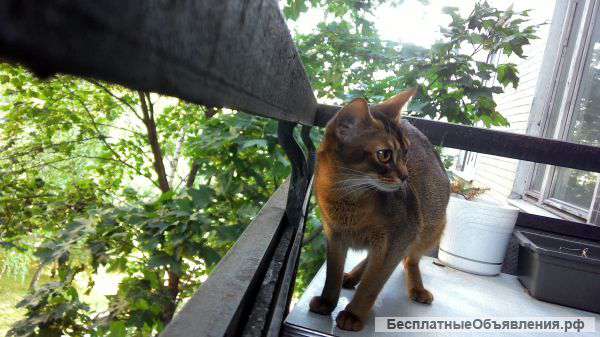 Абиссинские котята
